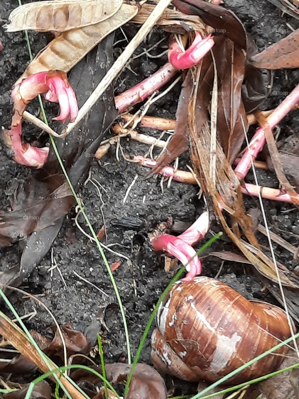 winter garden - shellem snail and pink sprouts of goldenrod  on black compost