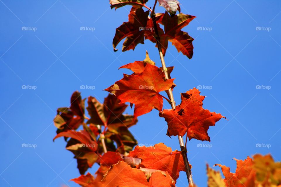 Red autumn leaves