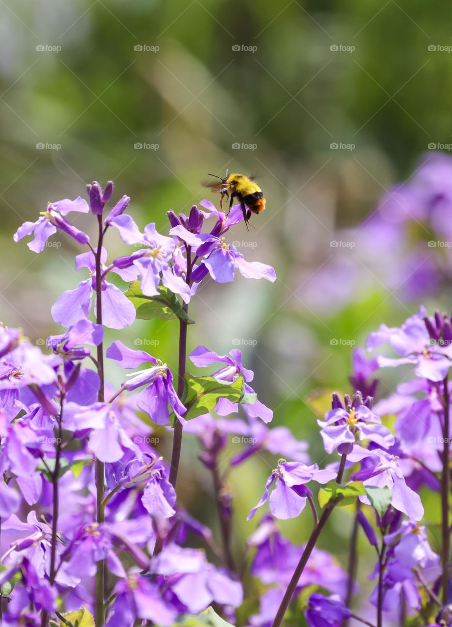 蜜蜂与二月兰