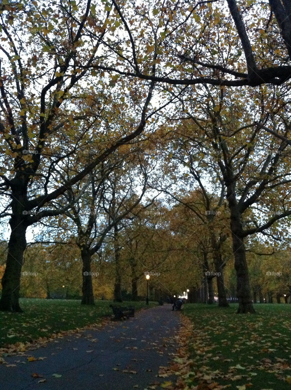 london united kingdom trees park by yanneto