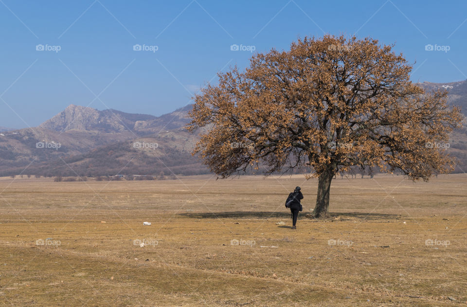 Old tree landscape on mountains background