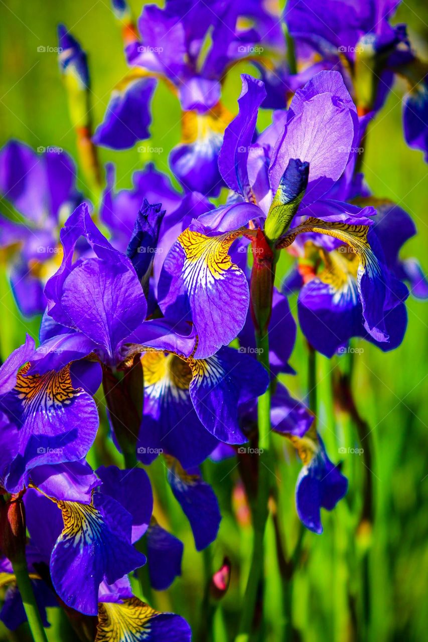 Siberian iris