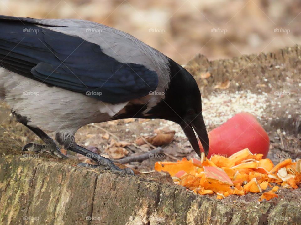 The Grey Crow's Lunch