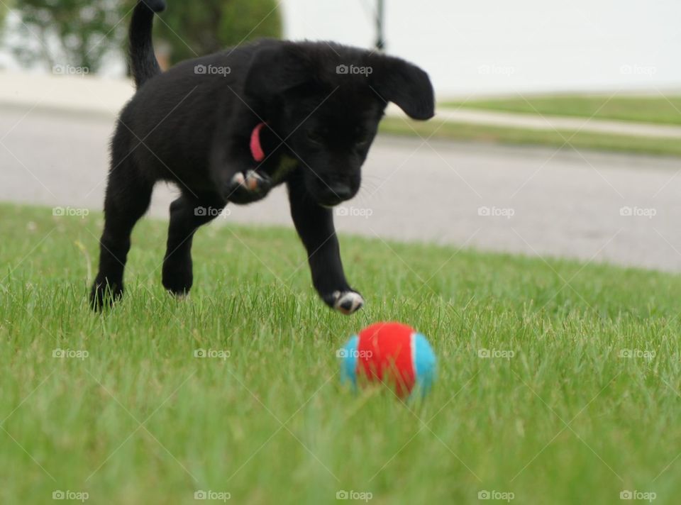 Puppy pouncing on her ball