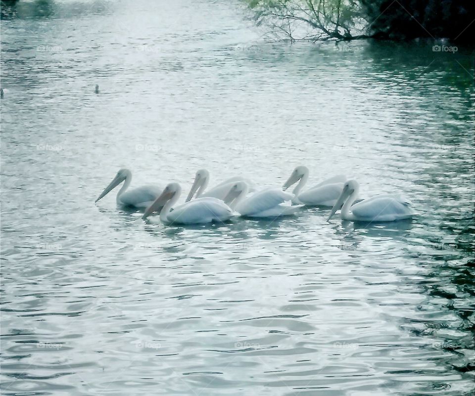 white pelicans 2