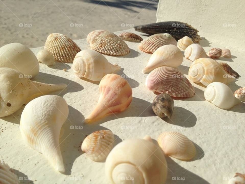 Shells