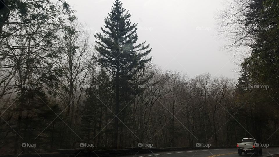 forest in fog, this is why th