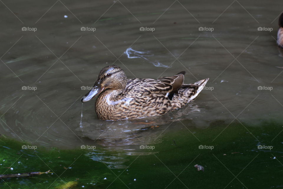 Duck in a pond. The duck is soaking with its head resting on the water. Green, brown, yellow and white duck.

Whole brown duck swims in the pond.
It has wet feathers.