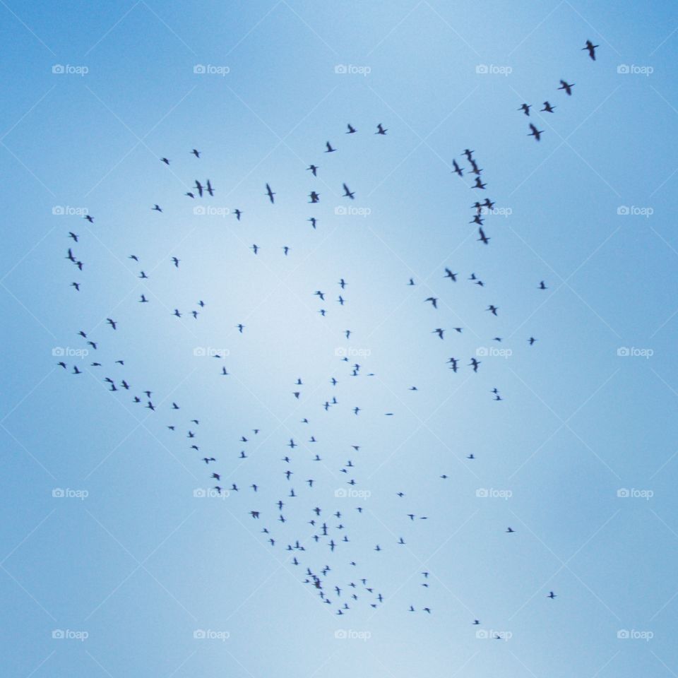 migrating birds over the Nile