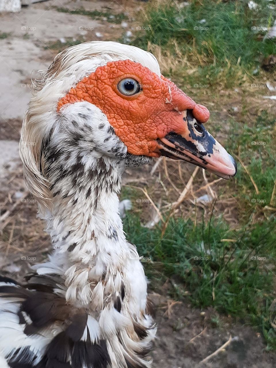portrait of a country duck with a red face and blue eyes