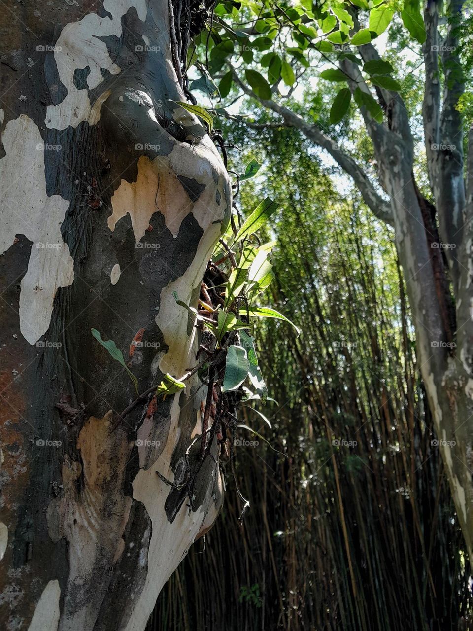 tree with sprouts in a park with bamboo in the background