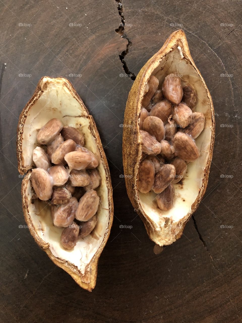 Cocoa seed 