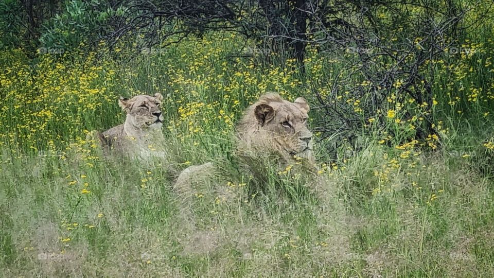 male lion and a lioness preparing to hunt.