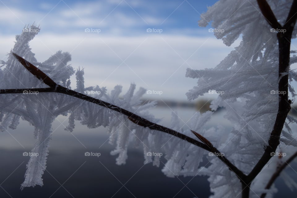 Close-up of snowy branch