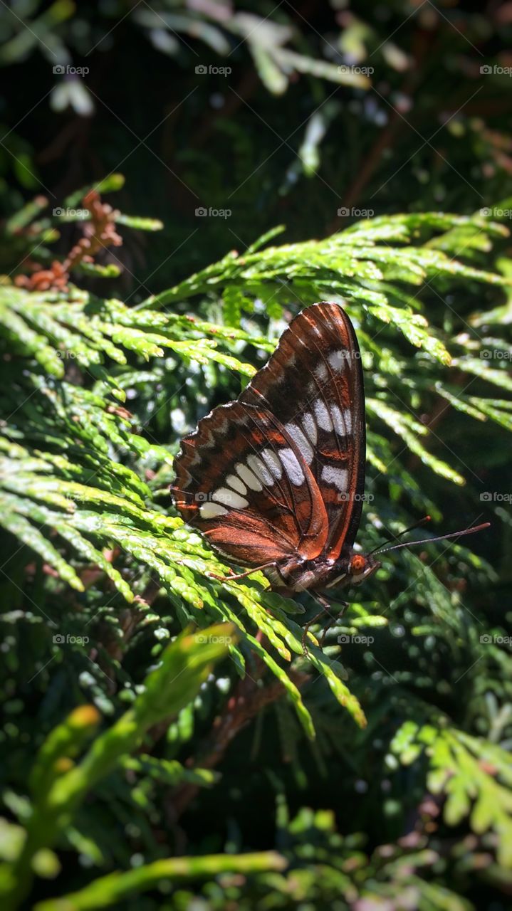 Butterfly 🦋 taking a break on a cedar. 
