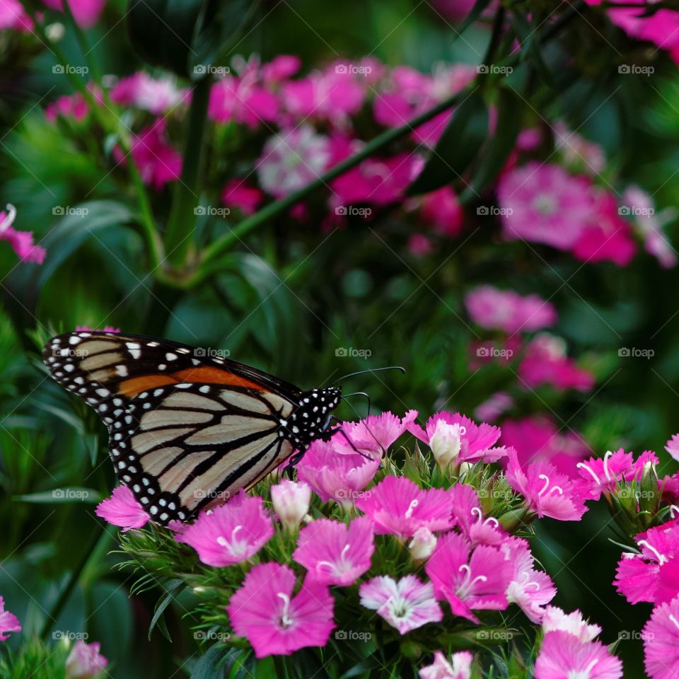 Monarch Butterfly in the Garden. A Monarch butterfly feeds on a purple flower in the garden.