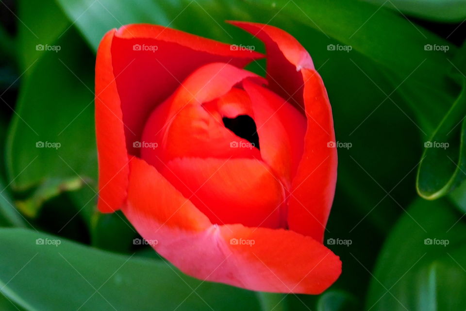 Tulpe