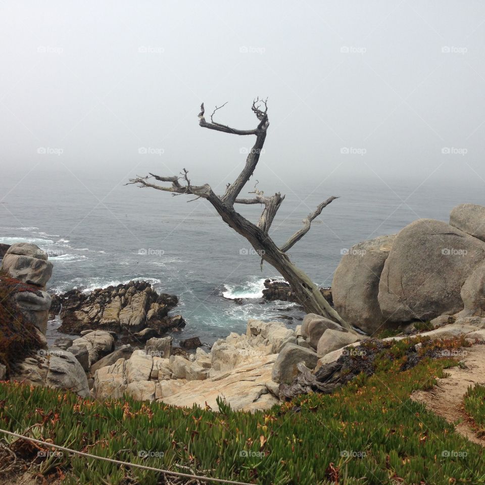 Ghost Tree Pebble Beach