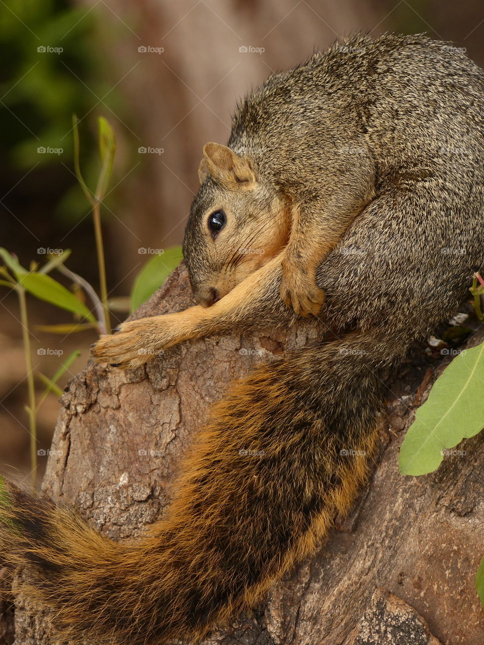 Squirrel washing his leg 