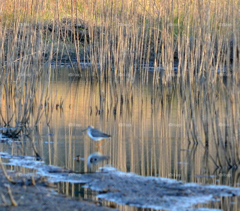 reflection