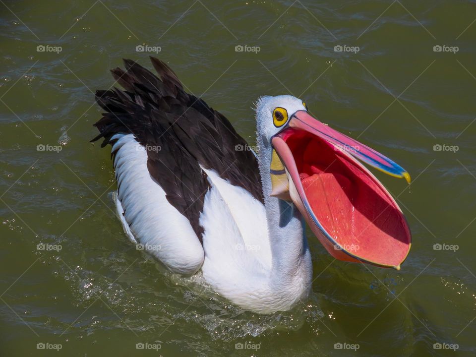 Pelican