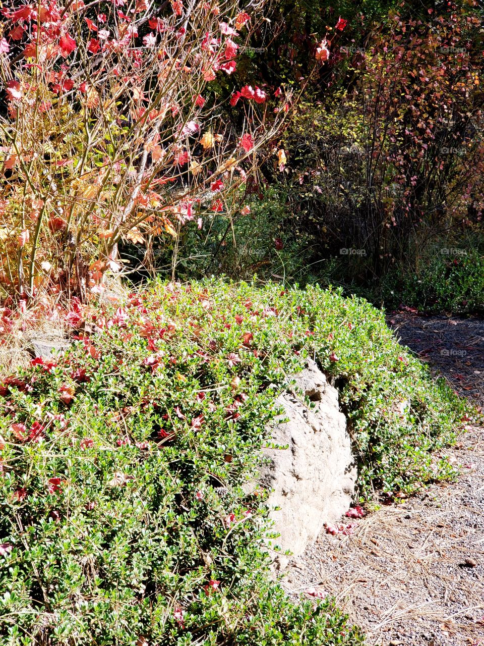 A boulder covered with a green bush that has red leaves in it that have fallen from it on a sunny fall day.