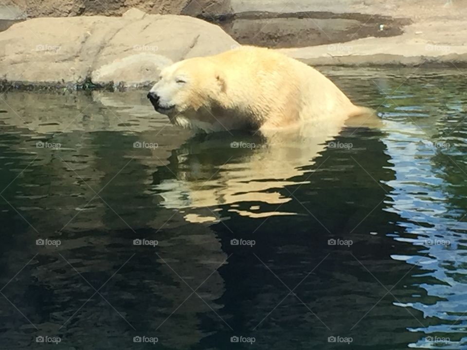 Polar bear in a lake