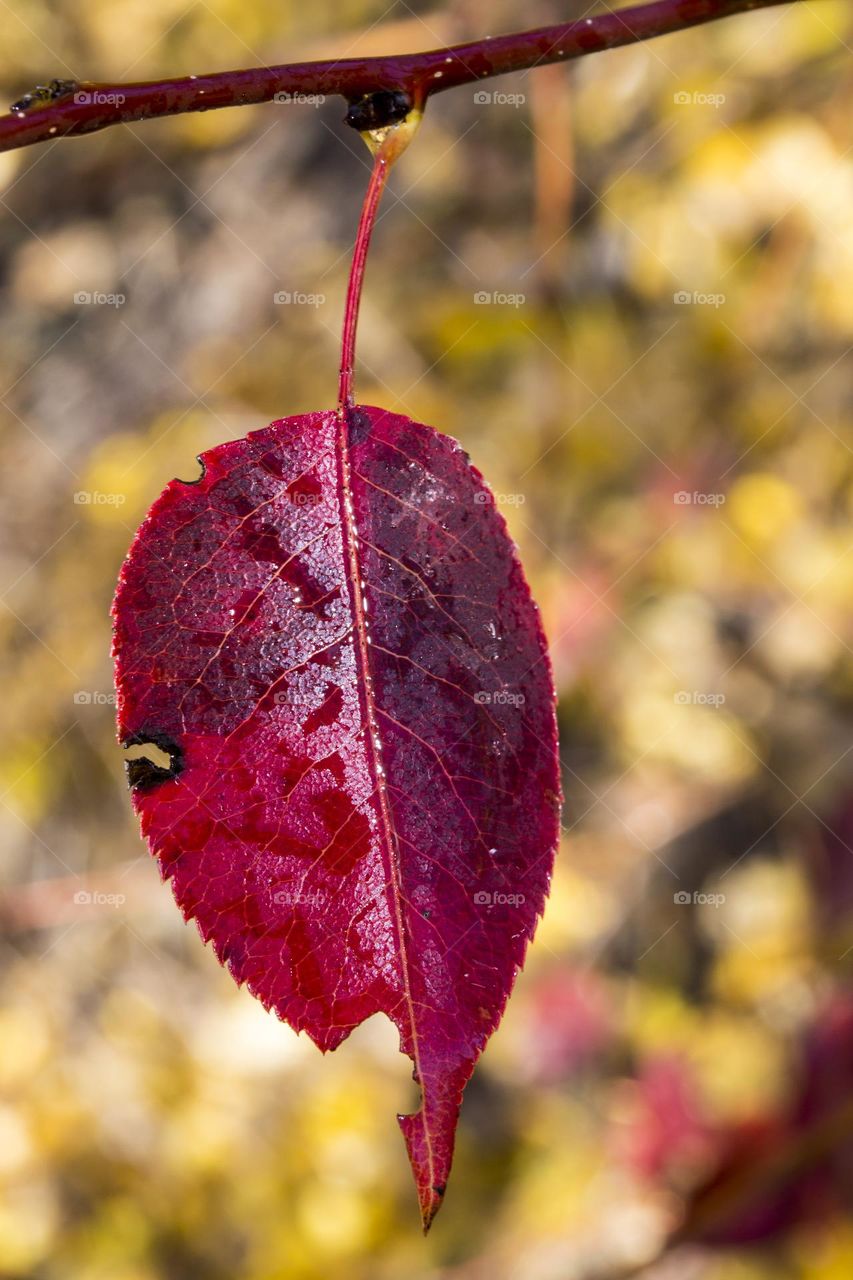 Beautiful autumn leaf