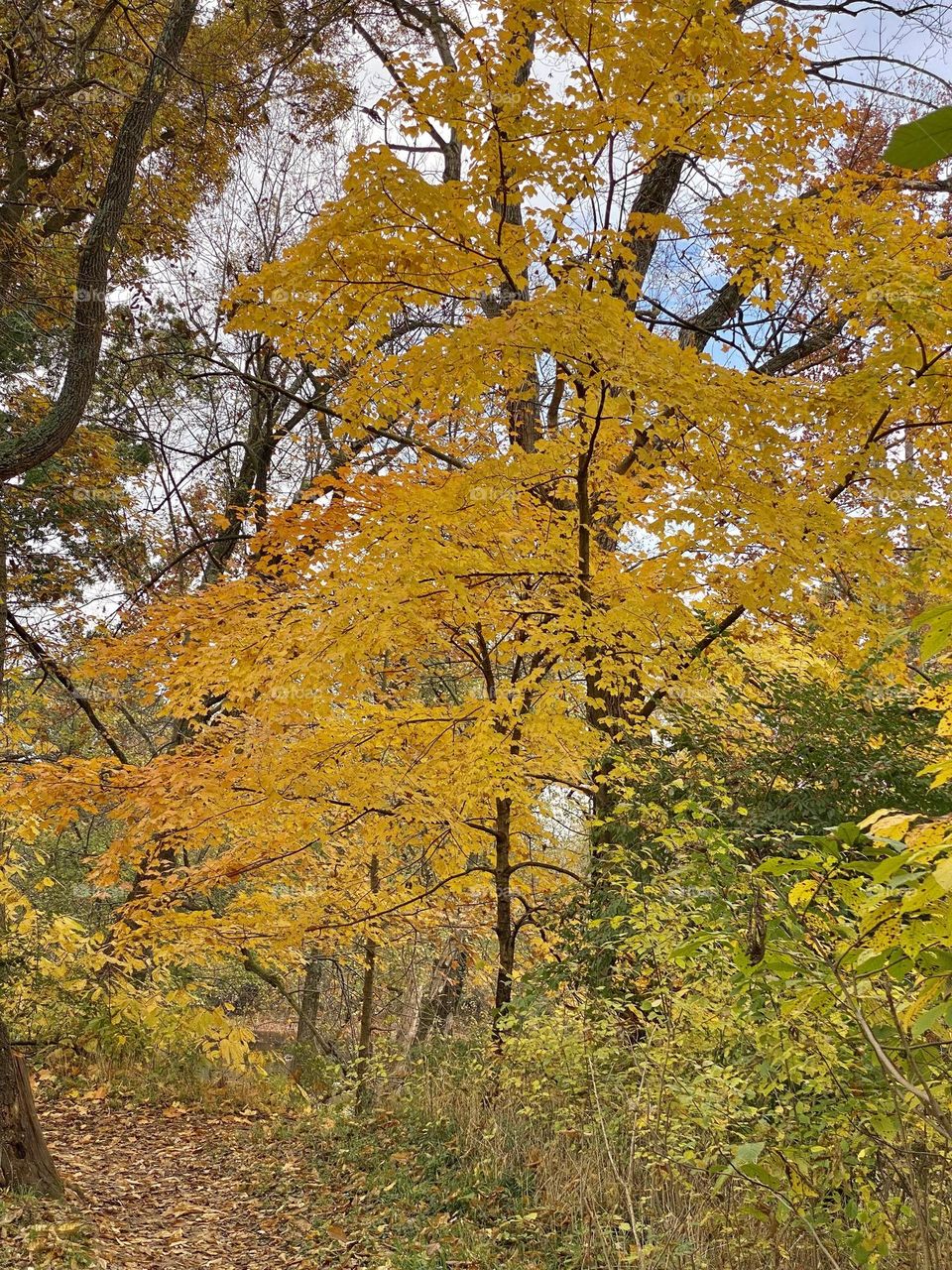 A bright yellow and orange maple tree