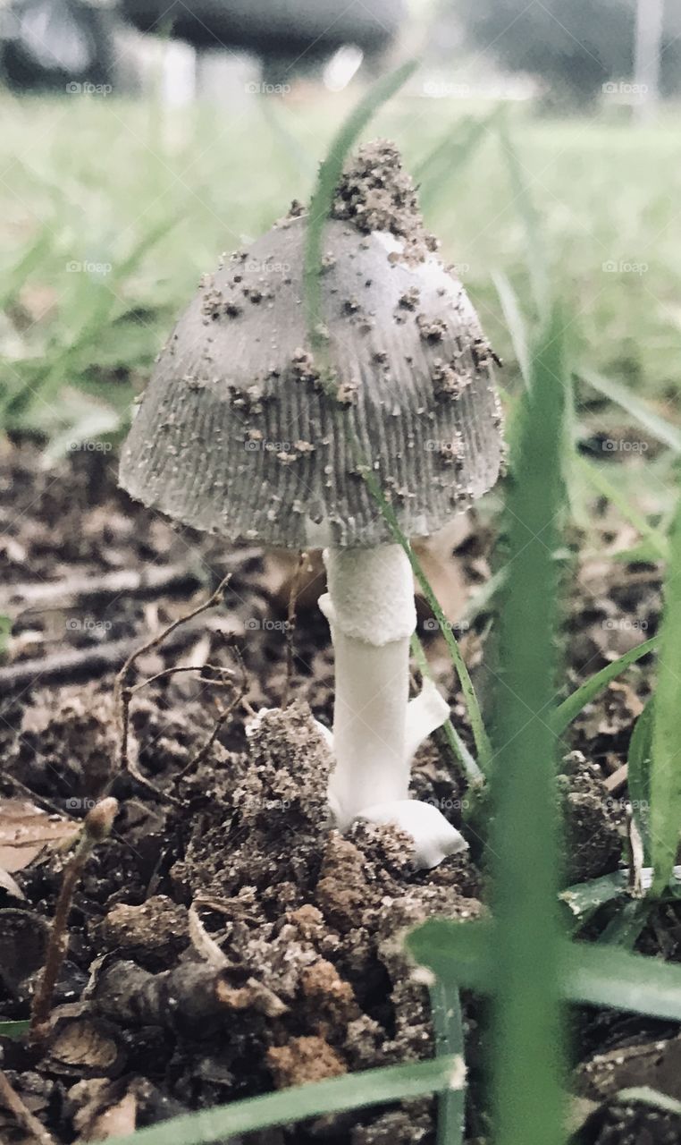 A pretty little mushroom pops out of the ground after a summer’s rain in the deep South USA. 