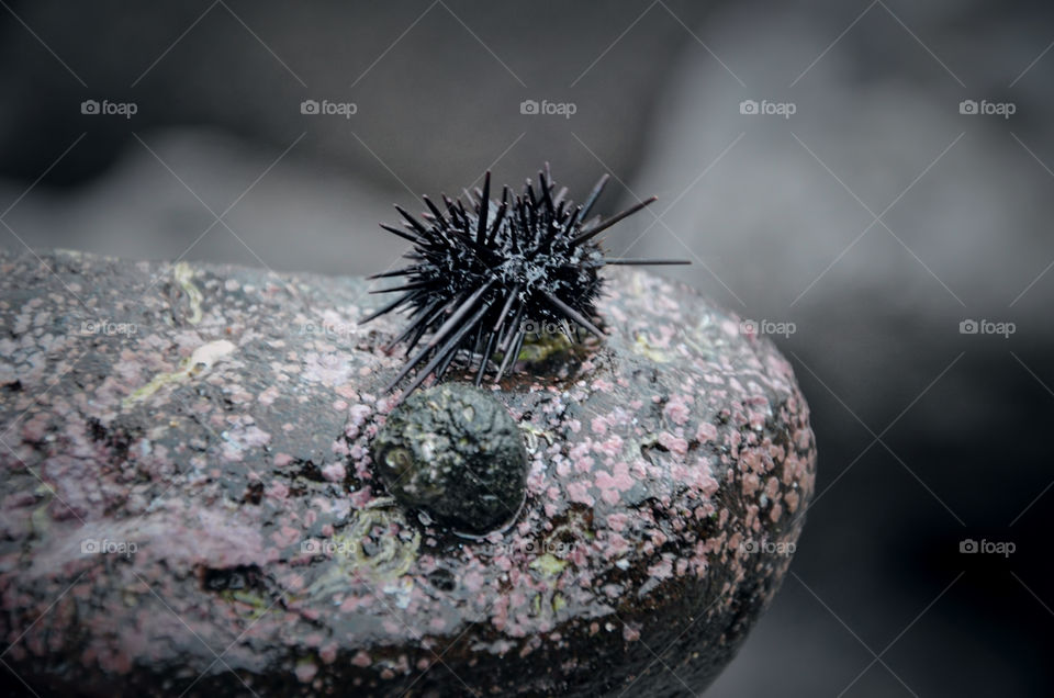 The sea urchin on the stone. 