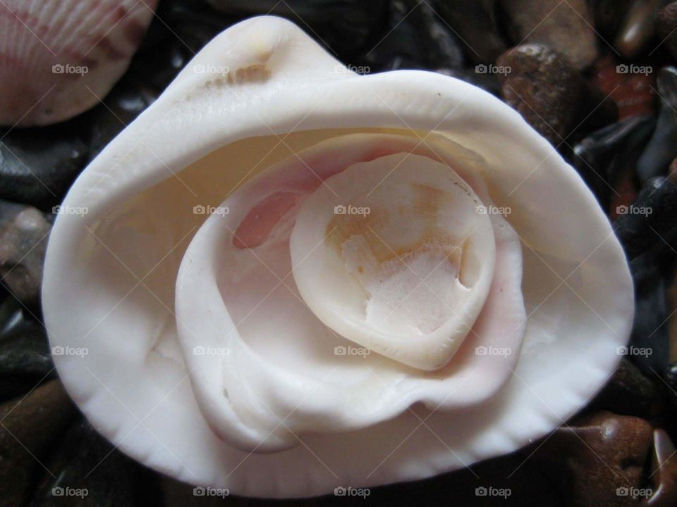 sea shell
