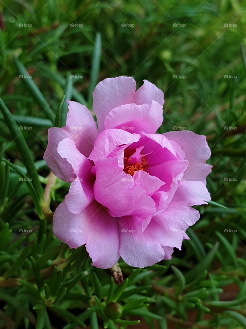  Portulaca Grandiflora or Moss-rose