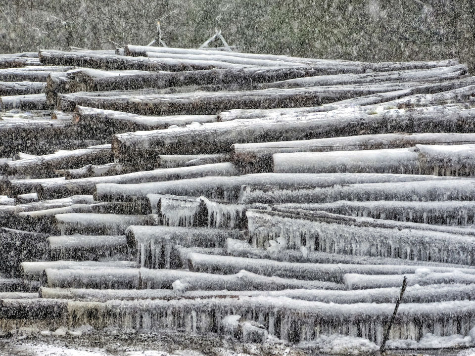 large group of cut trees covered in ice and snow