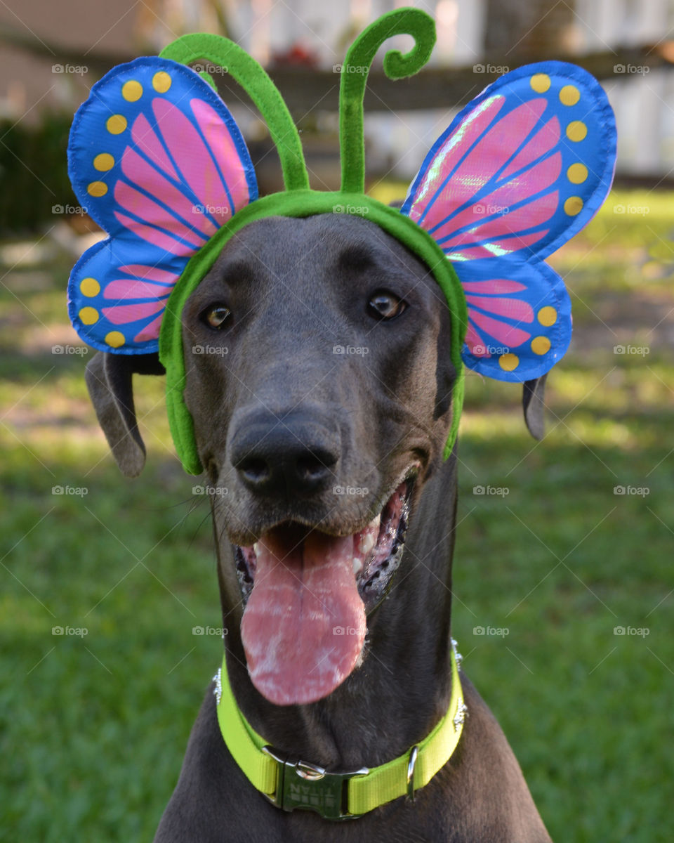 Butterfly Easter Doggie - my Great Dane smiling for her spring time photo 
