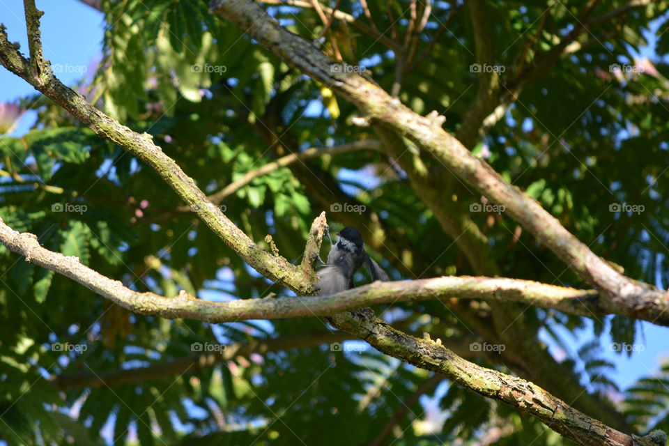 Small bird in tree