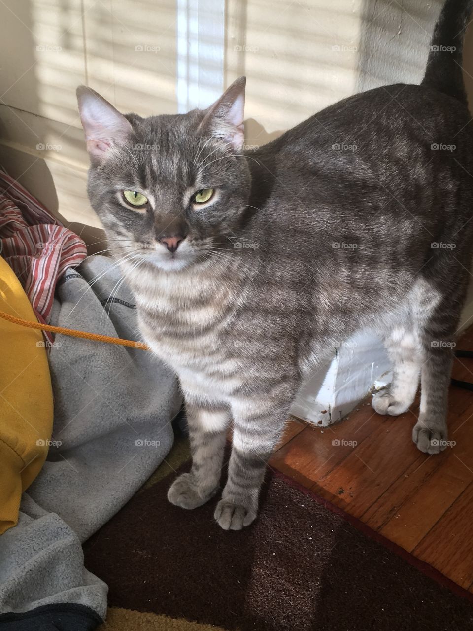 Gray male cat standing in the sunlight 