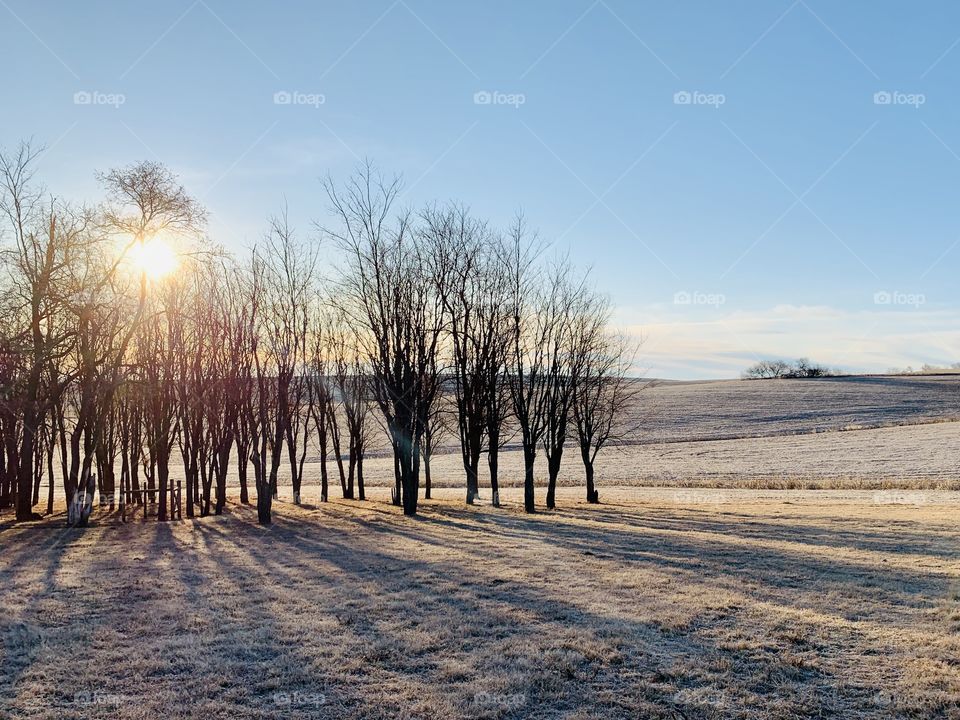 Pale, winter sunlight streaming through bare trees making long, angled shadows across a frosty field, a pale blue sky and barren hills in the background - landscape