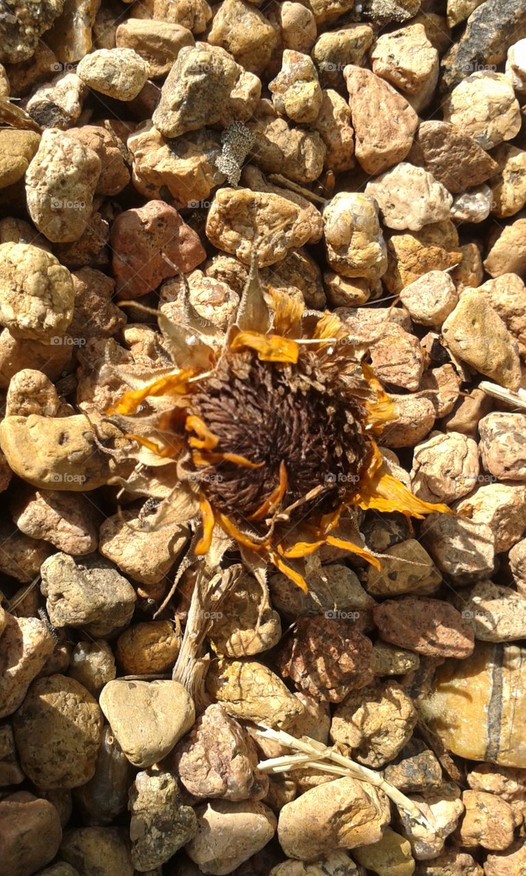 Death of Summer. dried up wild sunflower/daisy on textured pebbles.