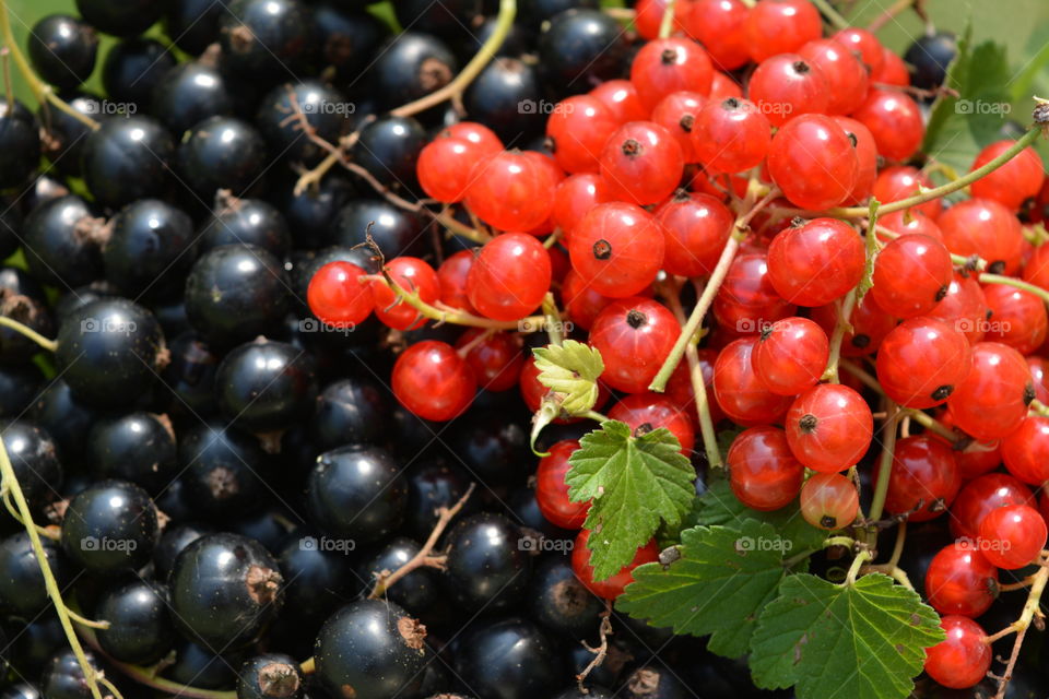 Fruit, Berry, Food, Juicy, Healthy