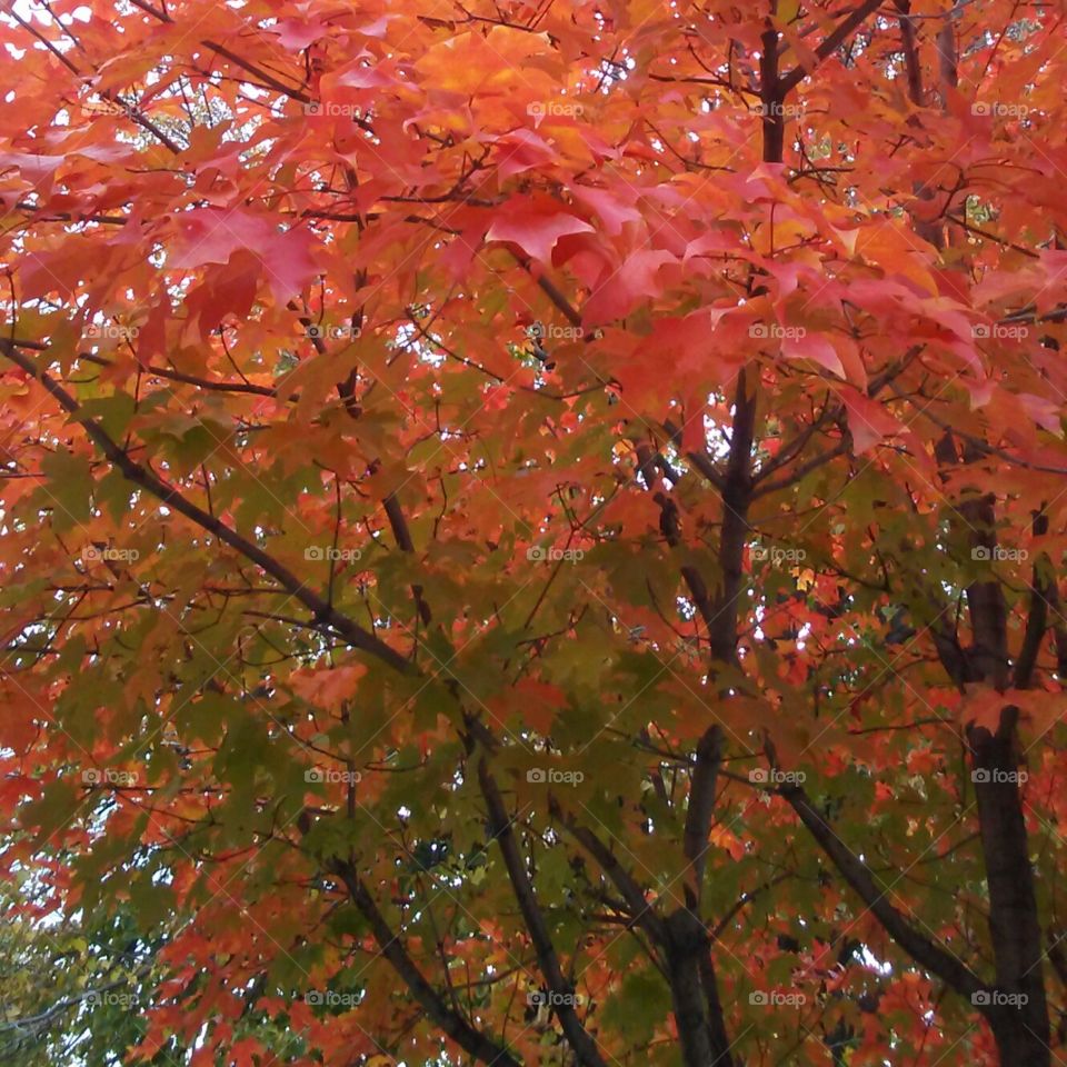 fall red maple tree