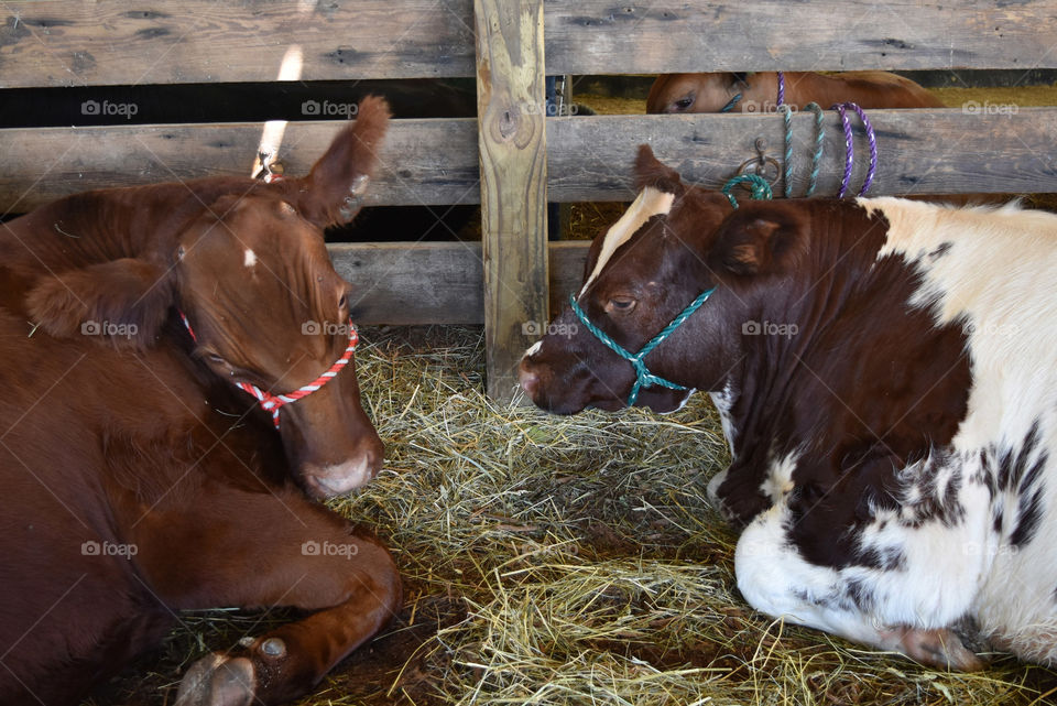 Beef cows at the county fair