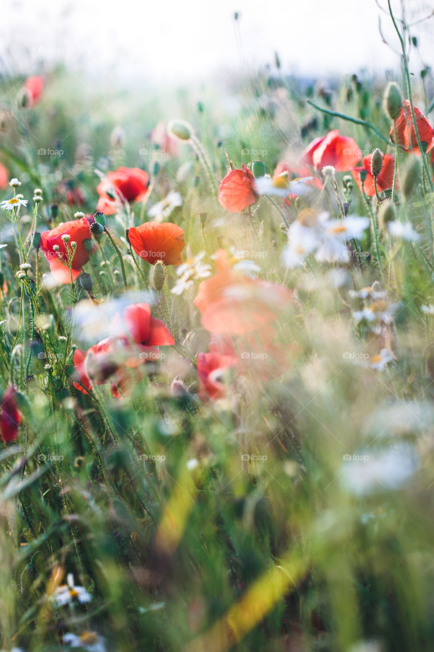 Poppies flowers and other plants in the field. Flowery meadow flooded by sunlight in the summer