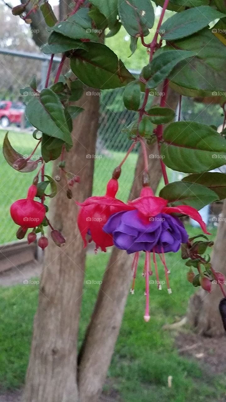 another hummingbird attractor, fuscia