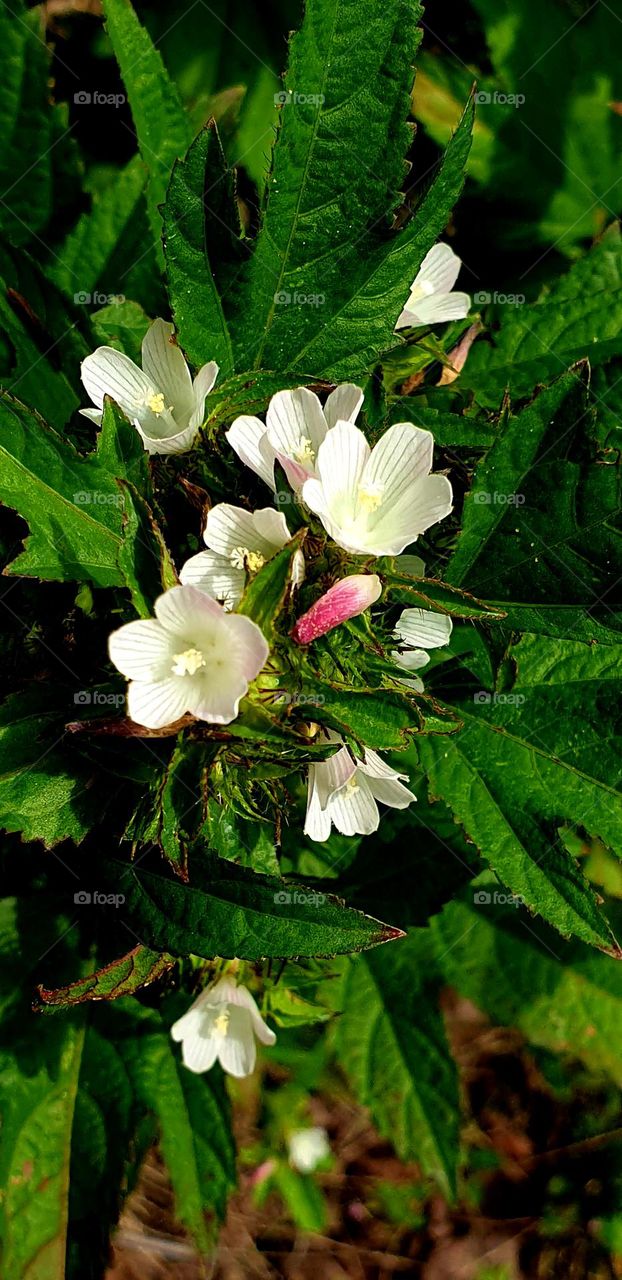 bouquet of wild flowers, spectacular green color and small and beautiful white flowers