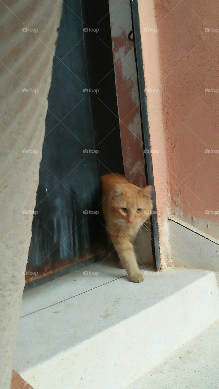 Beautiful cat looking at camera.