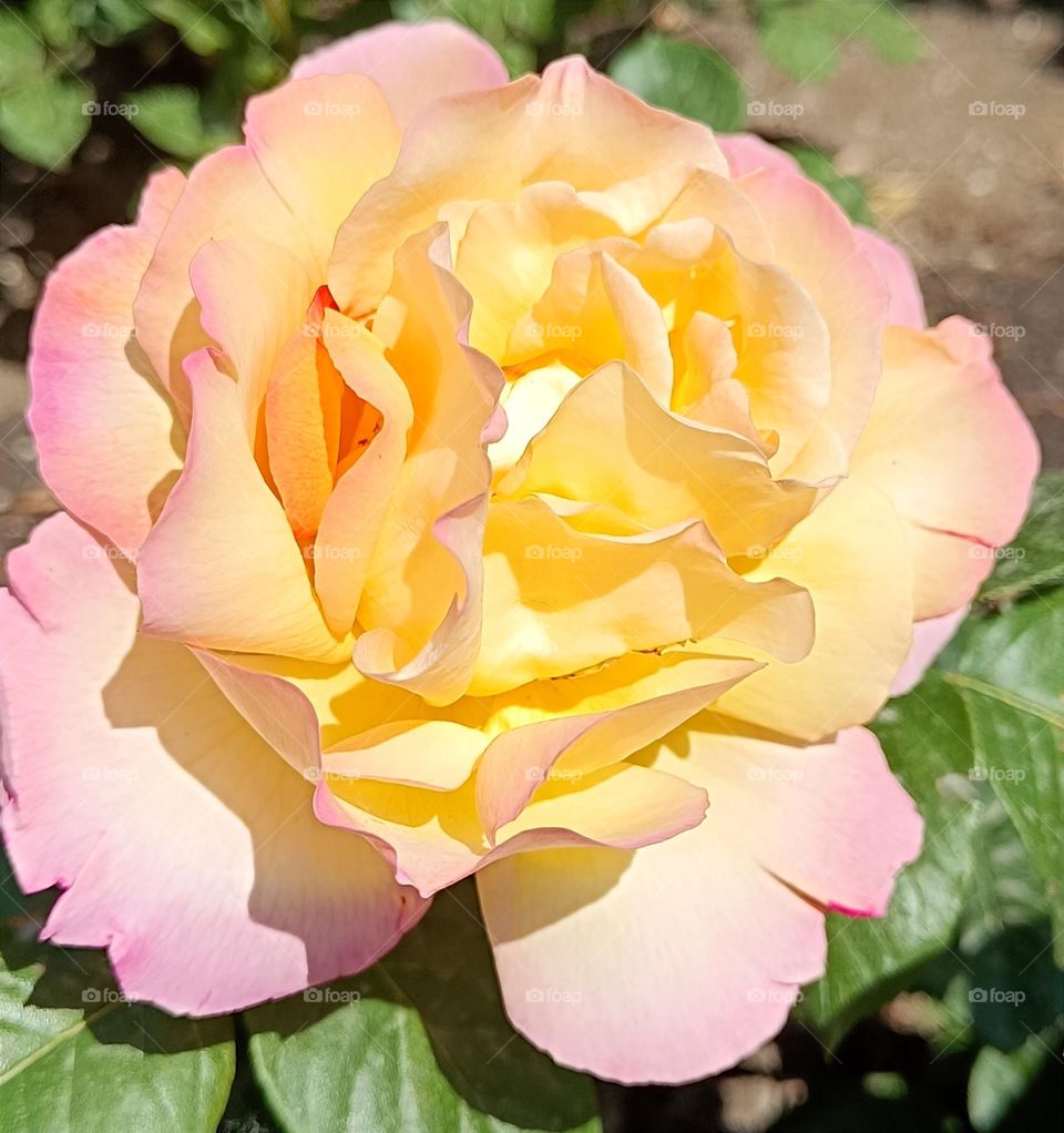 Gorgeous rose
