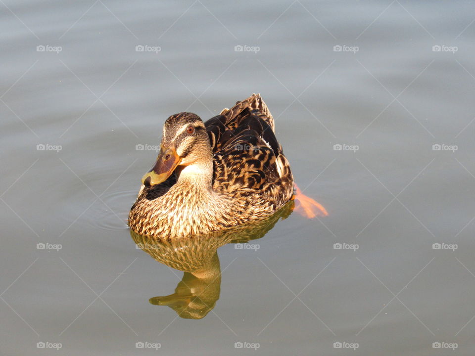 duck