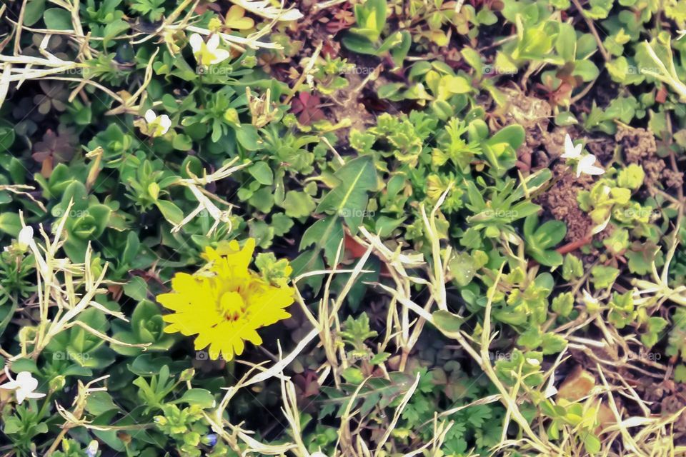 Tiny sprouts of john creep.and other ground cover and one tiny yellow flower emerge from the still brown grass among broken sticks from winter trees just days before the  first day of spring. 