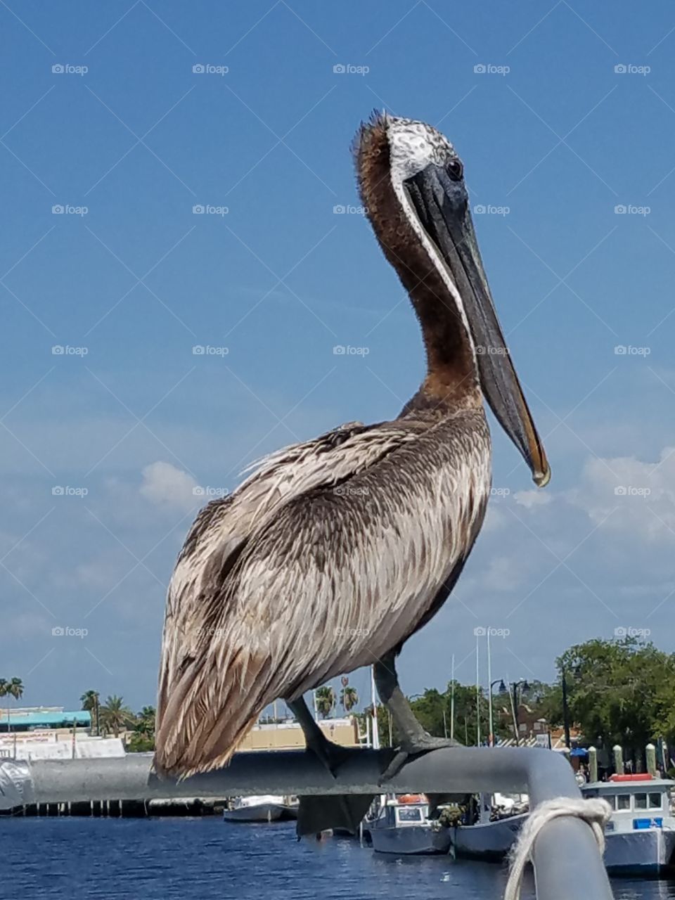 pelican2